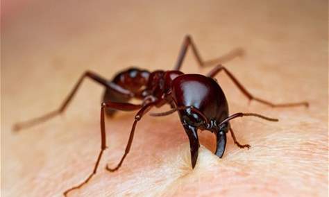 علماء: النمل يستطيع “شم رائحة” السرطان في جسم الإنسان